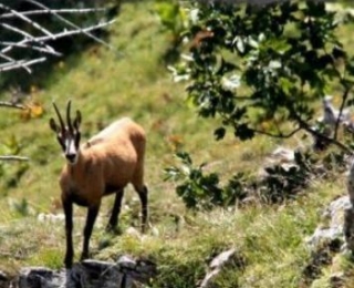  徒步旅行中惊讶的羚羊 